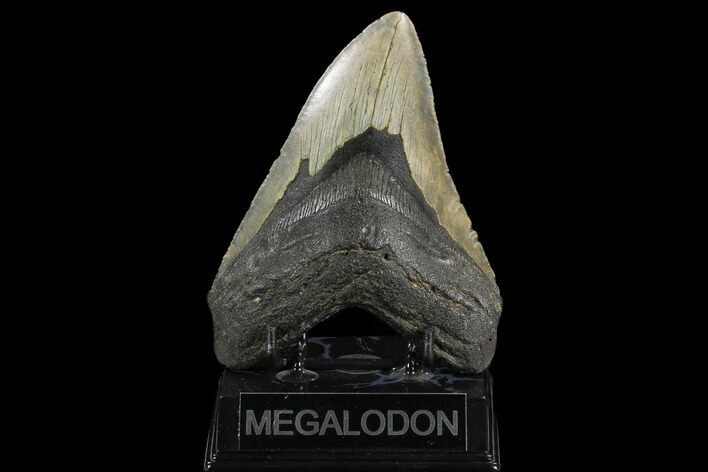 Fossil Megalodon Tooth - North Carolina #124337